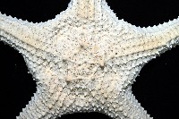 棘疣海星藏品圖，第2張