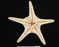 棘疣海星藏品圖，第6張