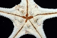 棘疣海星藏品圖，第7張