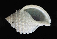 玉珠鼓螺(玉珠鶉螺)藏品圖，第3張