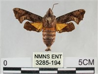 三角凹緣天蛾藏品圖，第1張