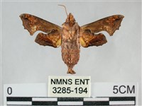 三角凹緣天蛾藏品圖，第2張