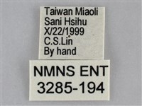 三角凹緣天蛾藏品圖，第3張