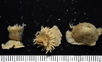 縱條磯海葵藏品圖，第1張