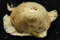 縱條磯海葵藏品圖，第2張