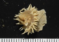 縱條磯海葵藏品圖，第4張