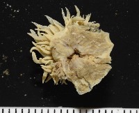 縱條磯海葵藏品圖，第5張