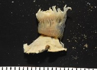 縱條磯海葵藏品圖，第6張