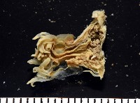 縱條磯海葵藏品圖，第7張