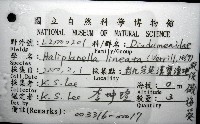 縱條磯海葵藏品圖，第8張