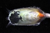 鴨嘴海豆芽藏品圖，第3張