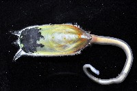 鴨嘴海豆芽藏品圖，第4張