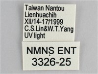 森林暮眼蝶、黑樹蔭蝶藏品圖，第3張