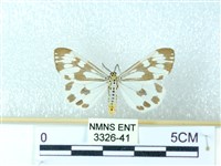 粉蝶燈蛾藏品圖，第1張