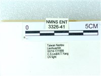 粉蝶燈蛾藏品圖，第3張