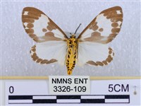 後凸蝶燈蛾藏品圖，第2張