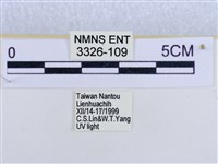 後凸蝶燈蛾藏品圖，第3張