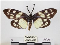 蓬萊茶斑蛾藏品圖，第2張