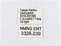 蓬萊茶斑蛾藏品圖，第3張