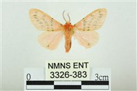 三條橙燈蛾藏品圖，第1張