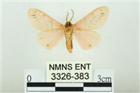 三條橙燈蛾藏品圖，第2張