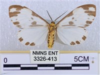 後凸蝶燈蛾藏品圖，第2張