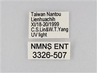 橙擬燈蛾藏品圖，第3張