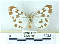 粉蝶燈蛾藏品圖，第2張