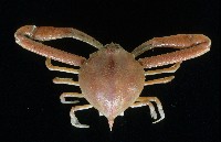 遁行長臂蟹藏品圖，第1張