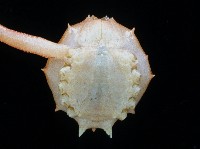 十一刺栗殼蟹藏品圖，第3張