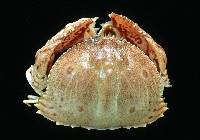 卷折饅頭蟹藏品圖，第1張