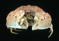 卷折饅頭蟹藏品圖，第2張