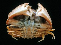 卷折饅頭蟹藏品圖，第4張