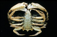 逍遙饅頭蟹藏品圖，第4張