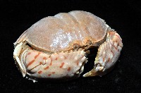 卷折饅頭蟹藏品圖，第2張