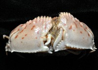 卷折饅頭蟹藏品圖，第3張