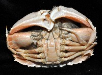 卷折饅頭蟹藏品圖，第4張