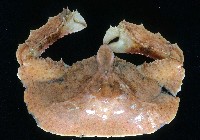 環狀(圓拱)隱足蟹藏品圖，第1張