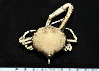 泡粒長螯蟹藏品圖，第1張