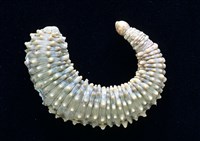 未知種海蛭藏品圖，第2張
