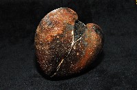 圓魁蛤藏品圖，第2張
