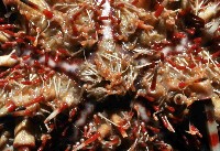 斑腔海膽藏品圖，第2張