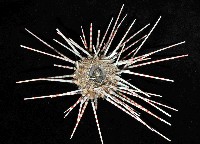 斑腔海膽藏品圖，第4張