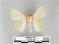 青枯葉蛾藏品圖，第1張