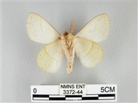 青枯葉蛾藏品圖，第2張