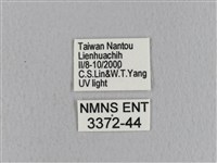 青枯葉蛾藏品圖，第3張