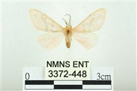 三條橙燈蛾藏品圖，第1張