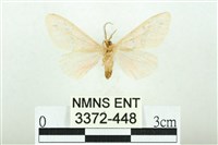 三條橙燈蛾藏品圖，第2張