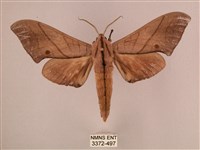 直翅六點天蛾藏品圖，第1張