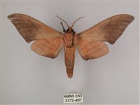 直翅六點天蛾藏品圖，第2張